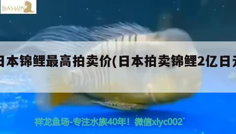 日本錦鯉最高拍賣價(日本拍賣錦鯉2億日元) 祥龍傳奇品牌魚缸