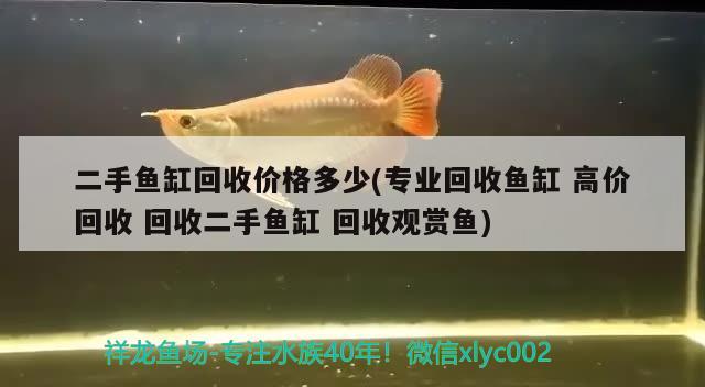 二手魚缸回收價格多少(專業(yè)回收魚缸 高價回收 回收二手魚缸 回收觀賞魚) 祥龍進口元寶鳳凰魚