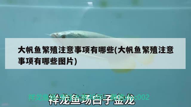 大帆魚繁殖注意事項有哪些(大帆魚繁殖注意事項有哪些圖片) 粗線銀版魚