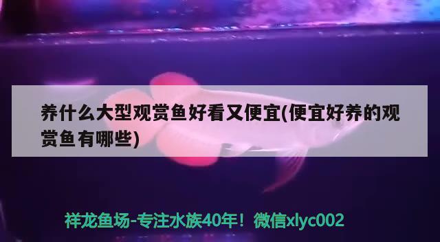 養(yǎng)什么大型觀賞魚好看又便宜(便宜好養(yǎng)的觀賞魚有哪些) 斯維尼關(guān)刀魚