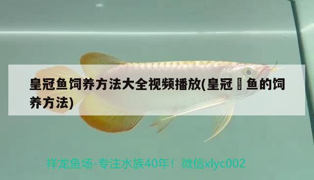 皇冠魚飼養(yǎng)方法大全視頻播放(皇冠魟魚的飼養(yǎng)方法) 恐龍王魚