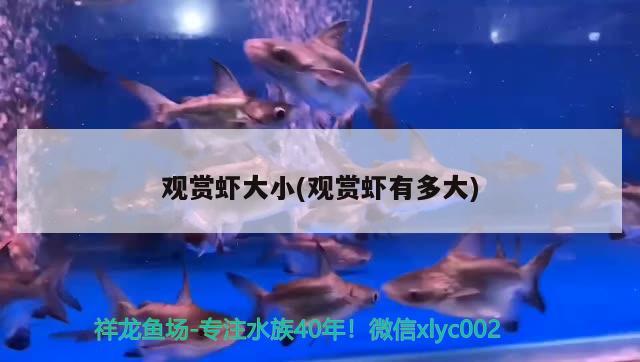 觀賞蝦大小(觀賞蝦有多大) 紅勾銀版魚