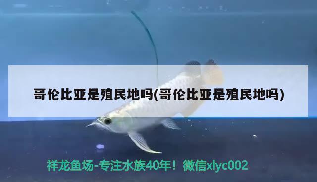 哥倫比亞是殖民地嗎(哥倫比亞是殖民地嗎) 元寶鳳凰魚專用魚糧