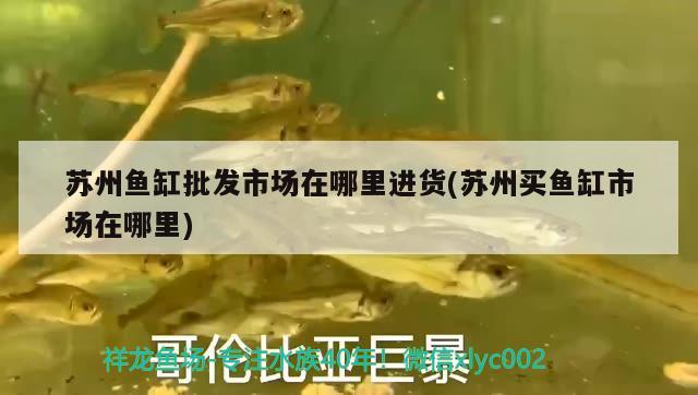 蘇州魚缸批發(fā)市場(chǎng)在哪里進(jìn)貨(蘇州買魚缸市場(chǎng)在哪里) 虎紋銀版魚