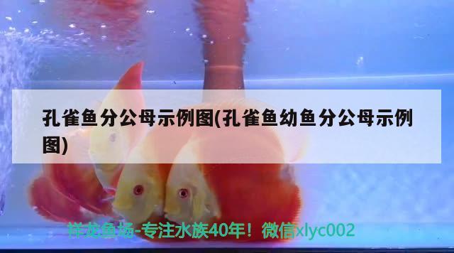 孔雀魚分公母示例圖(孔雀魚幼魚分公母示例圖) 魚缸定做