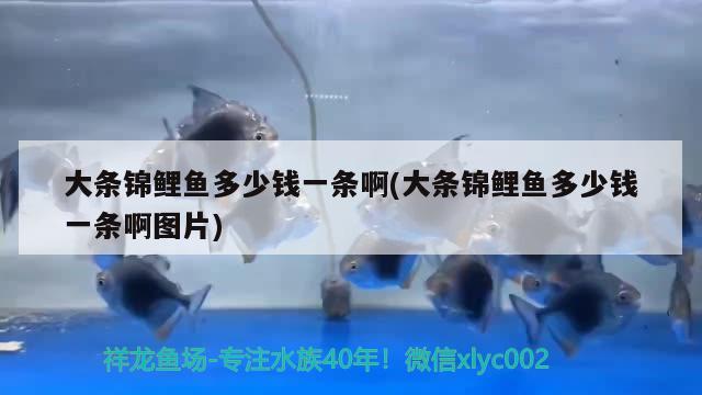 大條錦鯉魚多少錢一條啊(大條錦鯉魚多少錢一條啊圖片)