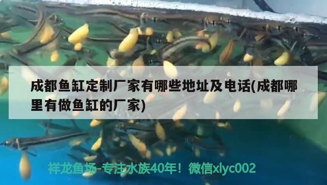 成都魚缸定制廠家有哪些地址及電話(成都哪里有做魚缸的廠家) 戰(zhàn)車紅龍魚