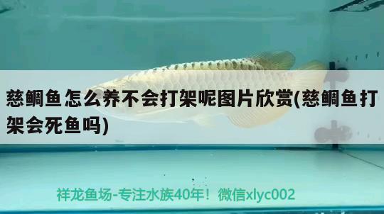 慈鯛魚怎么養(yǎng)不會打架呢圖片欣賞(慈鯛魚打架會死魚嗎) 水族維護服務(wù)（上門）