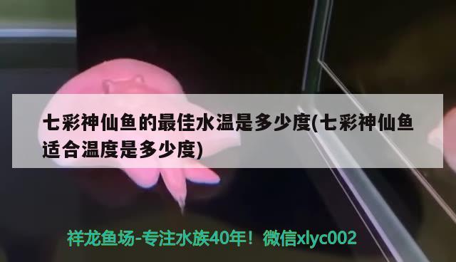 七彩神仙魚的最佳水溫是多少度(七彩神仙魚適合溫度是多少度) 七彩神仙魚