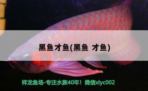 黑魚才魚(黑魚才魚) 水溫計