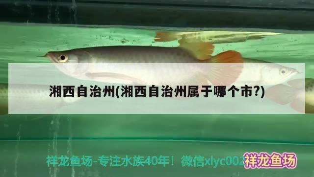 湘西自治州(湘西自治州屬于哪個(gè)市？) 全國(guó)水族館企業(yè)名錄