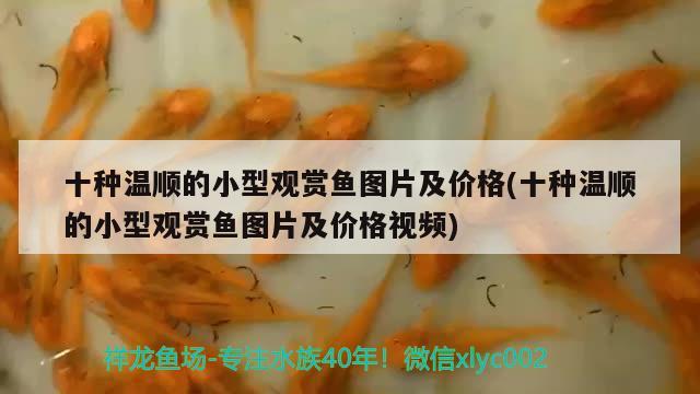 十種溫順的小型觀賞魚圖片及價格(十種溫順的小型觀賞魚圖片及價格視頻)