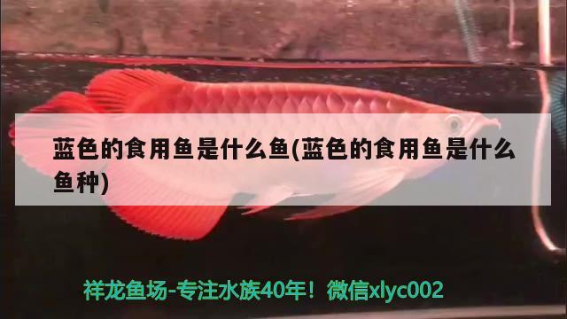 藍色的食用魚是什么魚(藍色的食用魚是什么魚種) 養(yǎng)魚知識