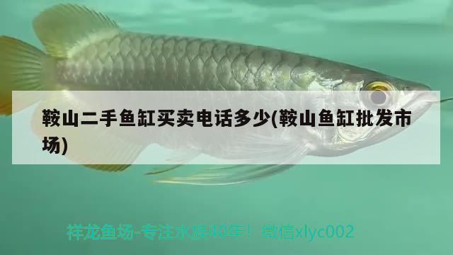 鞍山二手魚缸買賣電話多少(鞍山魚缸批發(fā)市場) 觀賞魚魚苗