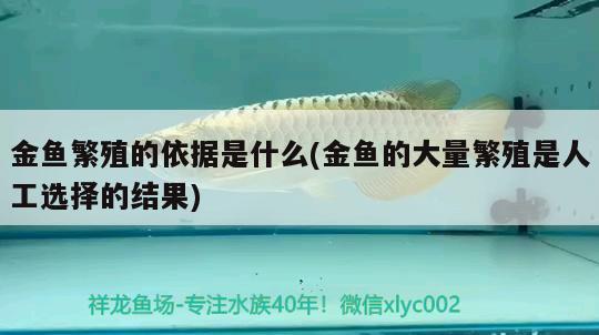 金魚繁殖的依據(jù)是什么(金魚的大量繁殖是人工選擇的結(jié)果) 豬鼻龜百科