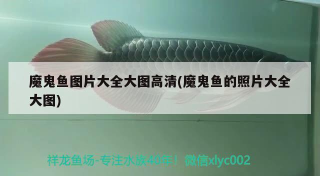 魔鬼魚圖片大全大圖高清(魔鬼魚的照片大全大圖) 皇冠黑白魟魚