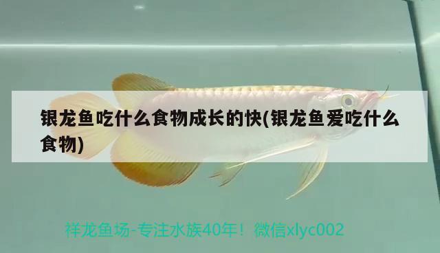 銀龍魚吃什么食物成長(zhǎng)的快(銀龍魚愛吃什么食物) 銀龍魚百科