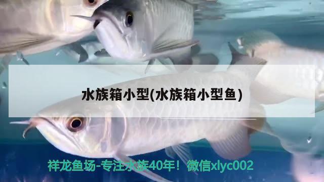 水族箱小型(水族箱小型魚(yú)) 魚(yú)缸/水族箱