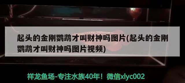 起頭的金剛鸚鵡才叫財神嗎圖片(起頭的金剛鸚鵡才叫財神嗎圖片視頻) 鸚鵡魚