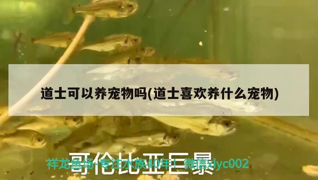 道士可以養(yǎng)寵物嗎(道士喜歡養(yǎng)什么寵物) 巴西亞魚苗