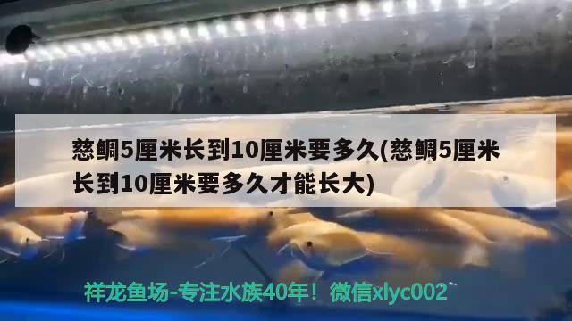 慈鯛5厘米長(zhǎng)到10厘米要多久(慈鯛5厘米長(zhǎng)到10厘米要多久才能長(zhǎng)大) 黃吉金龍（白子金龍魚(yú)）