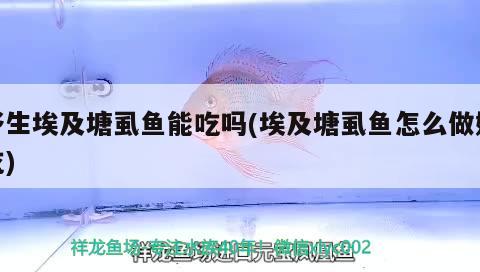 野生埃及塘虱魚能吃嗎(埃及塘虱魚怎么做好吃) 全國水族館企業(yè)名錄