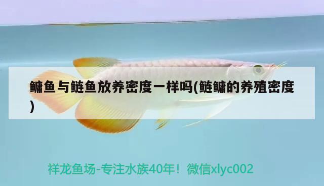 鳙魚與鰱魚放養(yǎng)密度一樣嗎(鰱鳙的養(yǎng)殖密度)