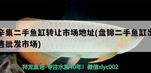 辛集二手魚缸轉(zhuǎn)讓市場地址(盤錦二手魚缸出售批發(fā)市場) 豬鼻龜百科