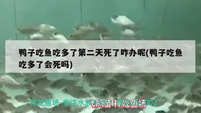 鴨子吃魚吃多了第二天死了咋辦呢(鴨子吃魚吃多了會死嗎) 海象魚