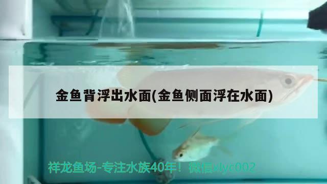 金魚背浮出水面(金魚側(cè)面浮在水面) 帝王血鉆魚