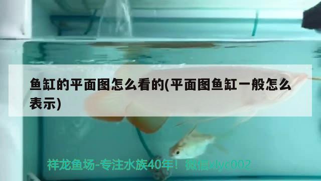 魚缸的平面圖怎么看的(平面圖魚缸一般怎么表示) 伊巴卡魚