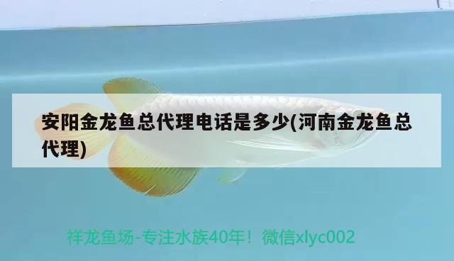 安陽金龍魚總代理電話是多少(河南金龍魚總代理) 金龍福龍魚