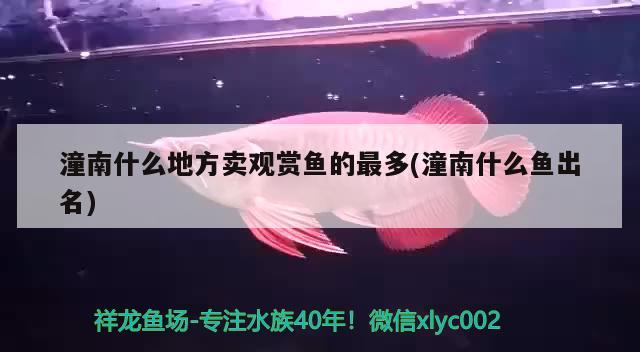 潼南什么地方賣觀賞魚的最多(潼南什么魚出名) 綠皮辣椒小紅龍