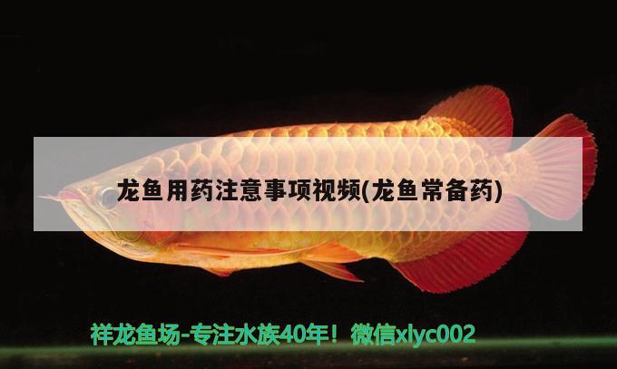 龍魚(yú)用藥注意事項(xiàng)視頻(龍魚(yú)常備藥)