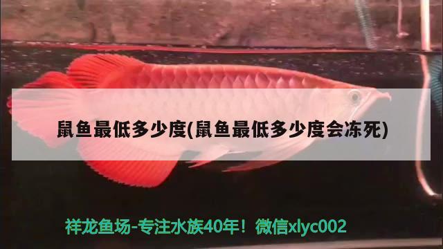 鼠魚(yú)最低多少度(鼠魚(yú)最低多少度會(huì)凍死)