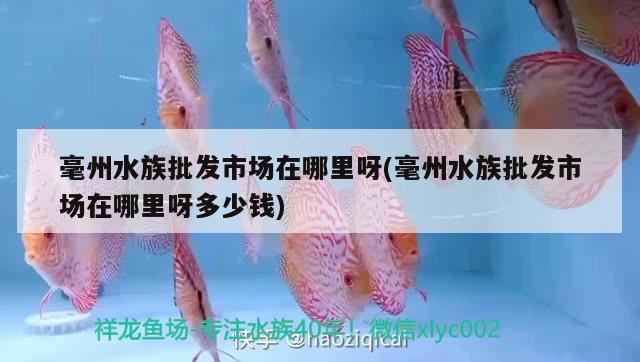 毫州水族批發(fā)市場(chǎng)在哪里呀(毫州水族批發(fā)市場(chǎng)在哪里呀多少錢) 觀賞魚水族批發(fā)市場(chǎng)