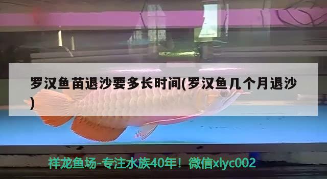 羅漢魚苗退沙要多長時間(羅漢魚幾個月退沙) 羅漢魚