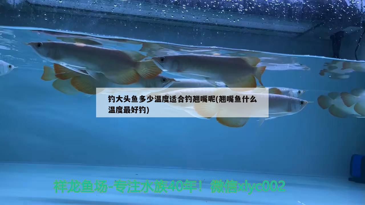 釣大頭魚(yú)多少溫度適合釣翹嘴呢(翹嘴魚(yú)什么溫度最好釣)