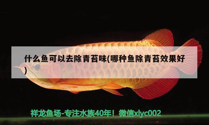 什么魚可以去除青苔味(哪種魚除青苔效果好) 其他品牌魚缸