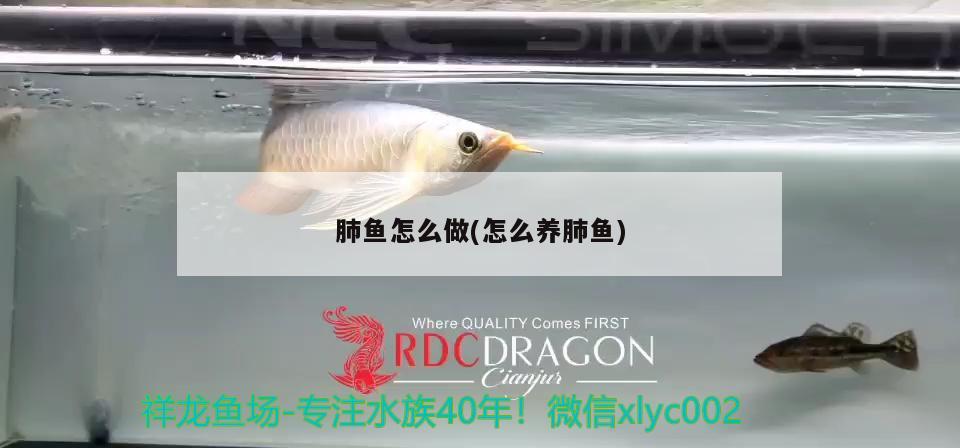 肺魚怎么做(怎么養(yǎng)肺魚) 肺魚