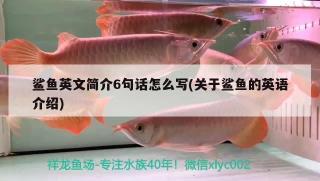 鯊魚英文簡介6句話怎么寫(關(guān)于鯊魚的英語介紹) 魚缸水質(zhì)穩(wěn)定劑