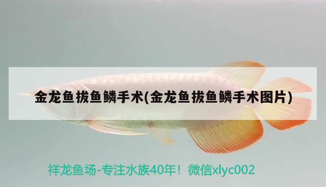 金龍魚拔魚鱗手術(shù)(金龍魚拔魚鱗手術(shù)圖片)