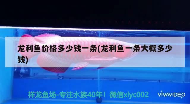 龍利魚價(jià)格多少錢一條(龍利魚一條大概多少錢) 廣州水族器材濾材批發(fā)市場