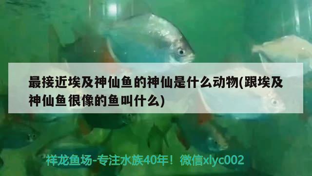 最接近埃及神仙魚的神仙是什么動(dòng)物(跟埃及神仙魚很像的魚叫什么) 埃及神仙魚