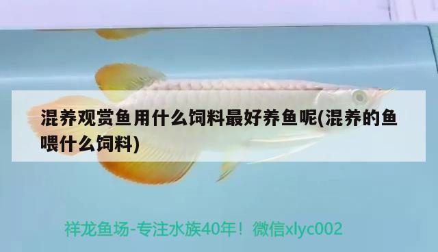 混養(yǎng)觀(guān)賞魚(yú)用什么飼料最好養(yǎng)魚(yú)呢(混養(yǎng)的魚(yú)喂什么飼料) 祥禾Super Red紅龍魚(yú)