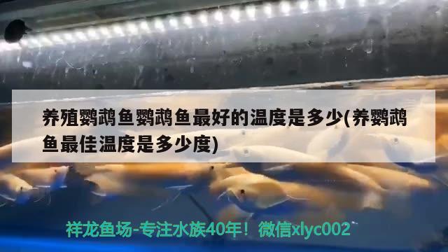 養(yǎng)殖鸚鵡魚鸚鵡魚最好的溫度是多少(養(yǎng)鸚鵡魚最佳溫度是多少度) 鸚鵡魚