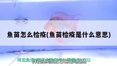 魚(yú)苗怎么檢疫(魚(yú)苗檢疫是什么意思)