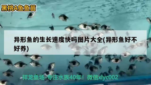 異形魚的生長速度快嗎圖片大全(異形魚好不好養(yǎng)) 福滿鉆魚