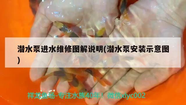 潛水泵進水維修圖解說明(潛水泵安裝示意圖) 元寶鳳凰魚