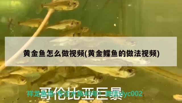 黃金魚怎么做視頻(黃金鰈魚的做法視頻) 薩伊藍魚